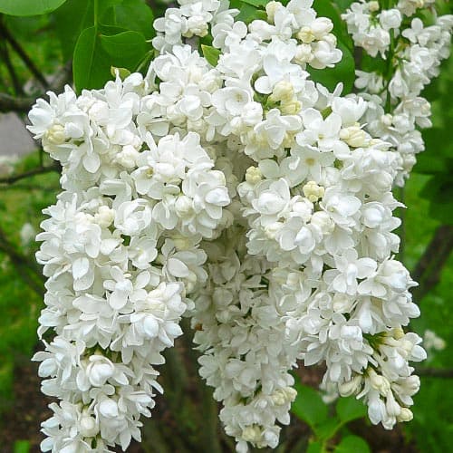 Orgona Miss Ellen Willmott kép 1 termék 9162