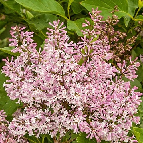 Orgona Miss Kim, P9 termék fotó 1 Orgona Miss Kim, P9 kép 1 termék 9161