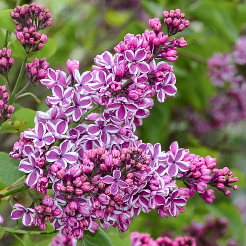 Orgona Sensation kép 1 termék 9095