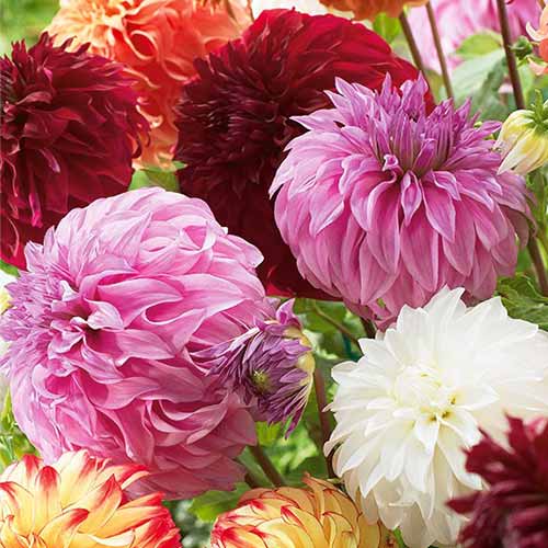 Óriásvirágú dália színkeverék termék fotó 1 Óriásvirágú dália színkeverék kép 1 termék 76512
