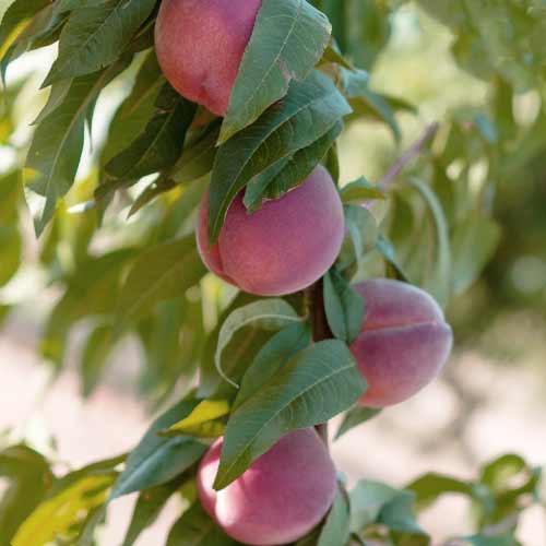 Őszibarack oszlopos Lolita kép 1 termék 2019