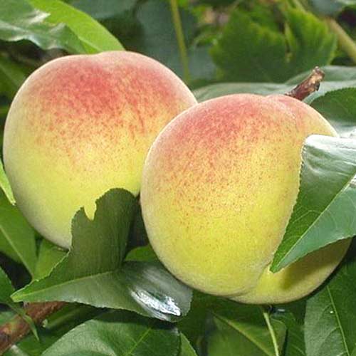 Őszibarack Green Khaterina kép 1 termék 4294