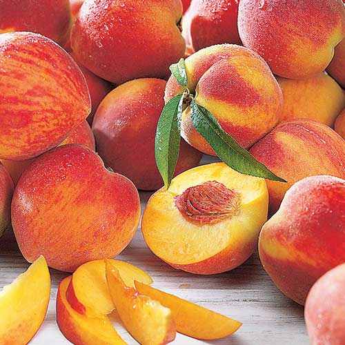 Őszibarack Maria Bianca kép 1 termék 4297