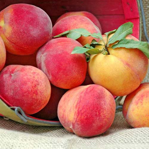 Őszibarack New Sun kép 1 termék 4298