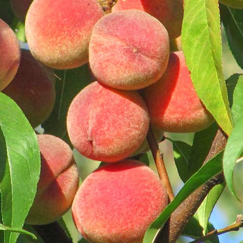 Őszibarack Peace kép 1 termék 6941