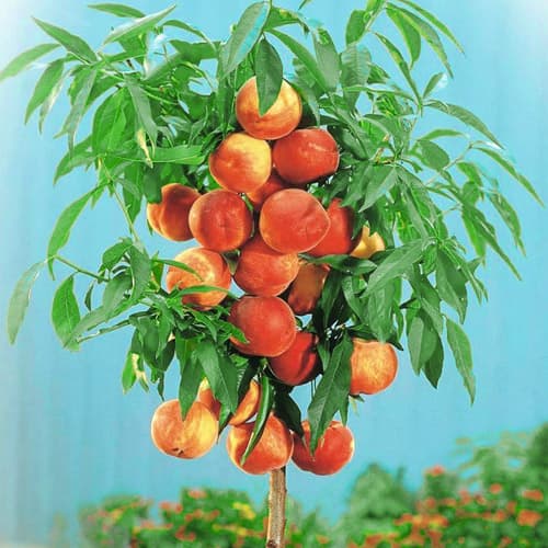 Őszibarack oszlopos Aida, С2 termék fotó 1 Őszibarack oszlopos Aida, С2 kép 1 termék 1944