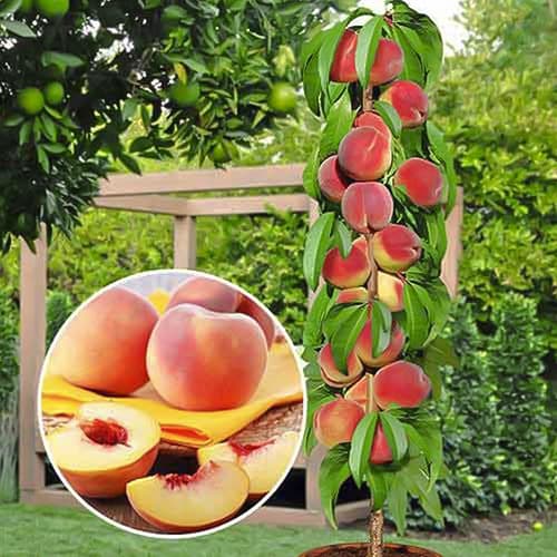 Őszibarack oszlopos Honey, С2 kép 1 termék 1913