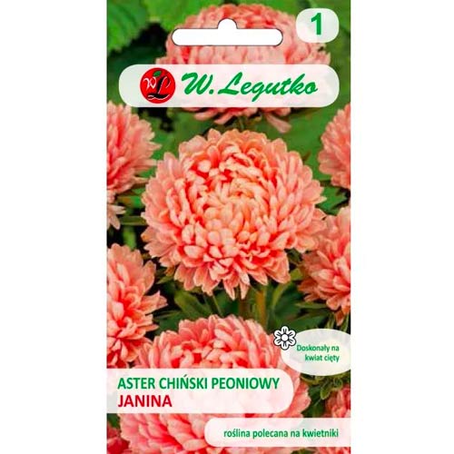 Őszirózsa kerti bazsarózsa lazac Legutko kép 1 termék 78522