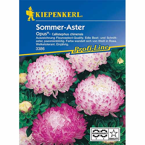 Őszirózsa kerti bazsarózsa Opus Kiepenkerl kép 1 termék 96572