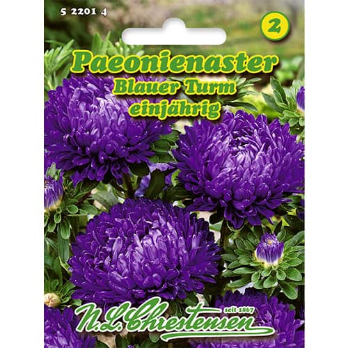 Kerti őszirózsa Blue Tower, bazsarózsa fajta kép 1 termék 86134