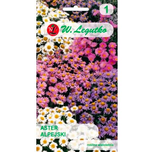 Őszirózsa kerti havasi kék Legutko kép 1 termék 78596