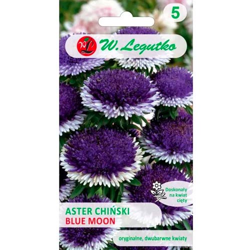 Őszirózsa kerti Liliput Blue Moon Legutko kép 1 termék 69561