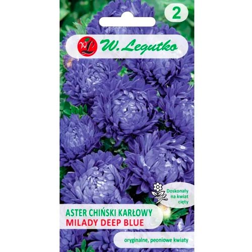 Őszirózsa kerti Milady Deep Blue Legutko kép 1 termék 69557