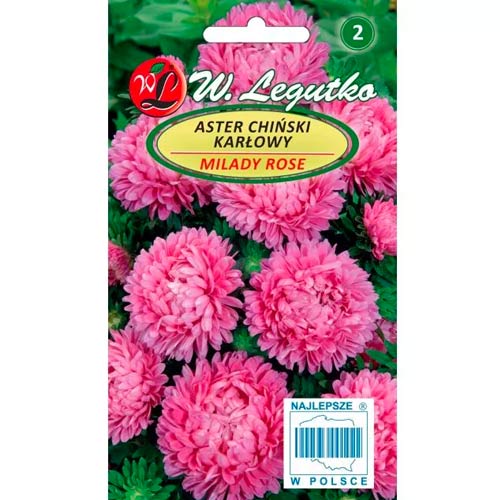 Őszirózsa kerti Milady Rose Legutko termék fotó 1 Őszirózsa kerti Milady Rose Legutko kép 1 termék 69558