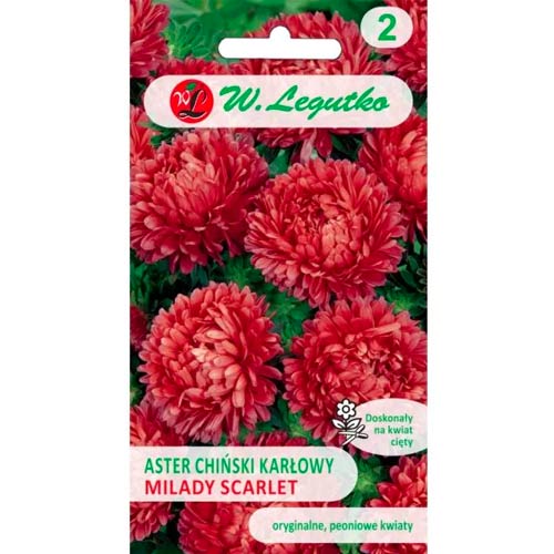 Őszirózsa kerti Milady Scarlet Legutko termék fotó 1 Őszirózsa kerti Milady Scarlet Legutko kép 1 termék 69559