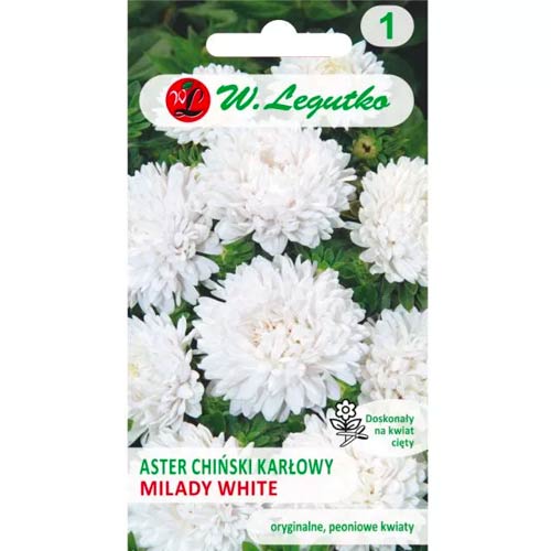 Őszirózsa kerti Milady White Legutko kép 1 termék 86808