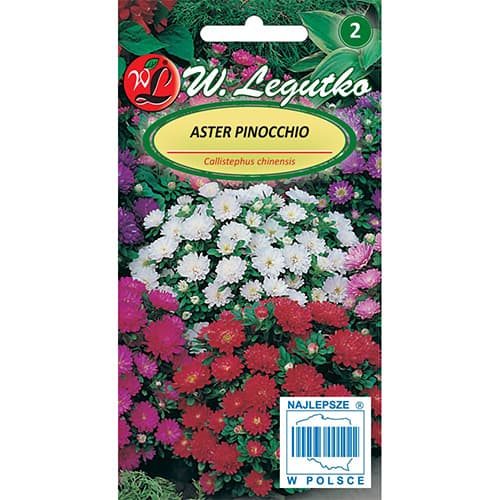 Őszirózsa kerti Pinocchio, színkeverék kép 1 termék 86813