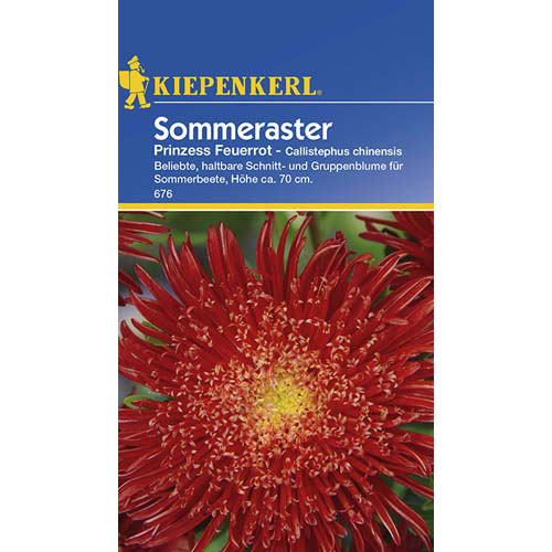 Őszirózsa kerti Princess Red Kiepenkerl kép 1 termék 77430