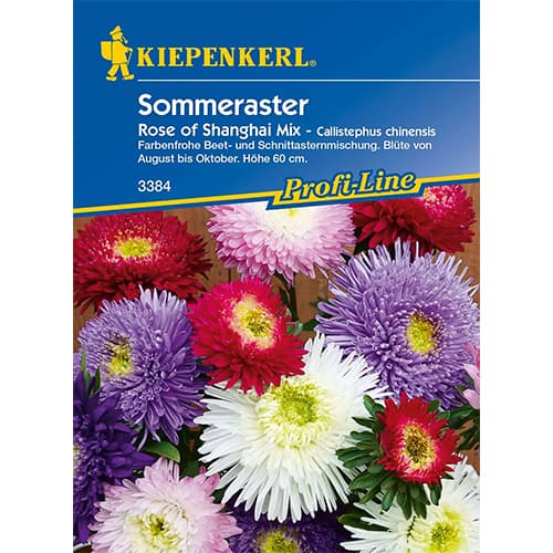 Kerti őszirózsa Rose of Shanghai kép 1 termék 86317