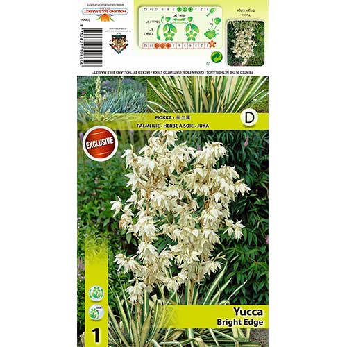 Pálmaliliom (Yucca) Bright Edge kép 1 termék 70456