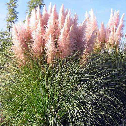 Pampafű (Cortaderia Selloana) Pink kép 1 termék 76651