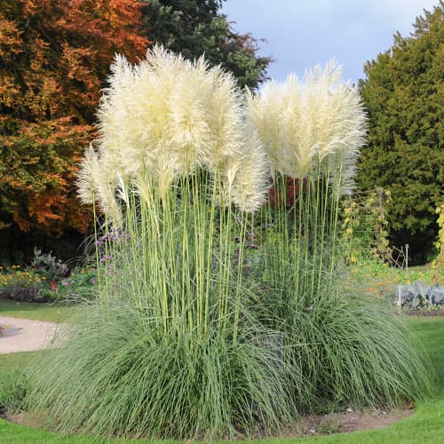 Pampafű White Feather, С2 kép 1 termék 4753