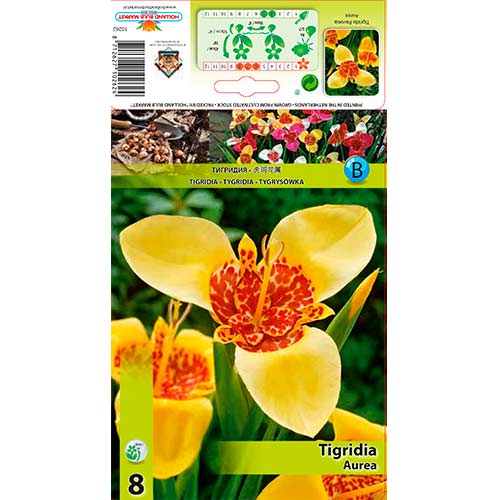 Pávaliliom Aurea kép 1 termék 70450