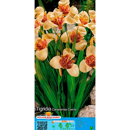 Pávaliliom Creme kép 1 termék 76501