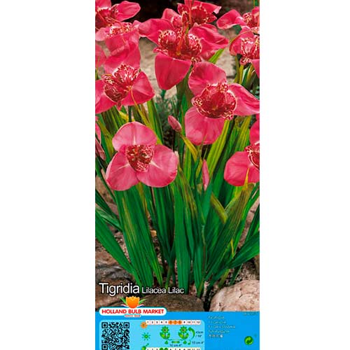 Pávaliliom Lilac kép 1 termék 76502