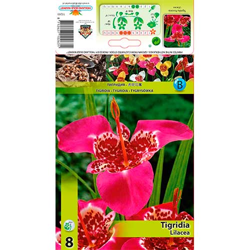 Pávaliliom Lilacea kép 1 termék 70451