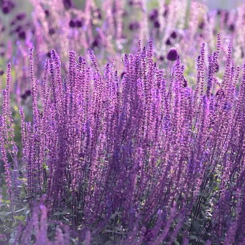 Perovskia atriplicifolia Little Spire, С2 kép 1 termék 7794