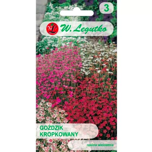 Pettyes szegfű, színkeverék Legutko kép 1 termék 50100