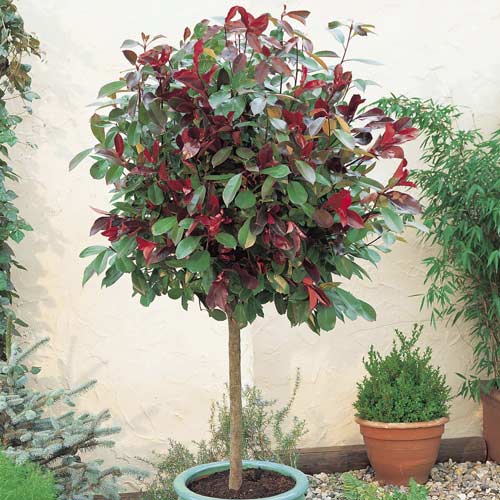 Photinia fraseri Little Red Robin, C3 kép 1 termék 7725