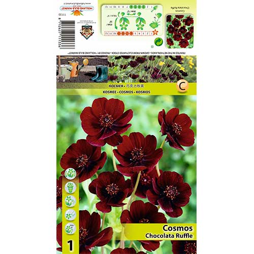 Pillangóvirág (Cosmos) Chocolate Ruffle kép 1 termék 70368