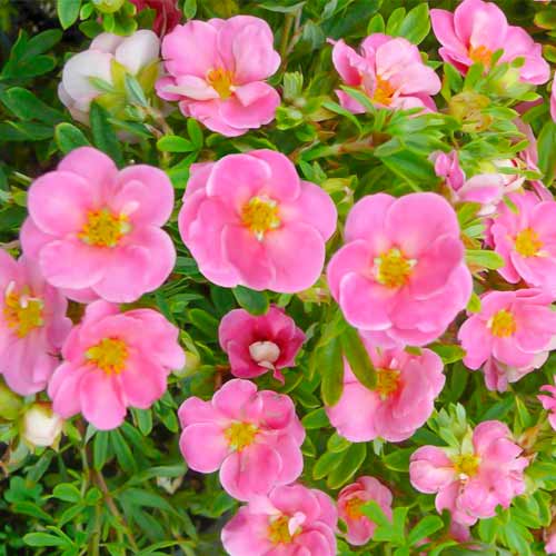 Pimpó cserjés Bellissima kép 1 termék 5620