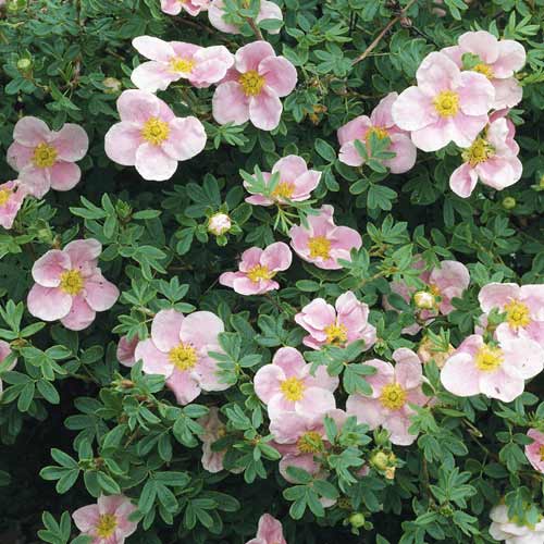 Pimpó Princess, C2 kép 1 termék 8569