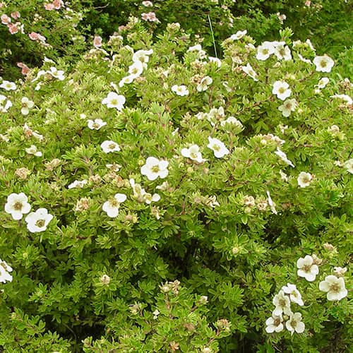 Pimpó Tilford Cream termék fotó 1 Pimpó Tilford Cream kép 1 termék 2042