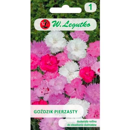 Pinnate szegfű, színkeverék Legutko kép 1 termék 50102