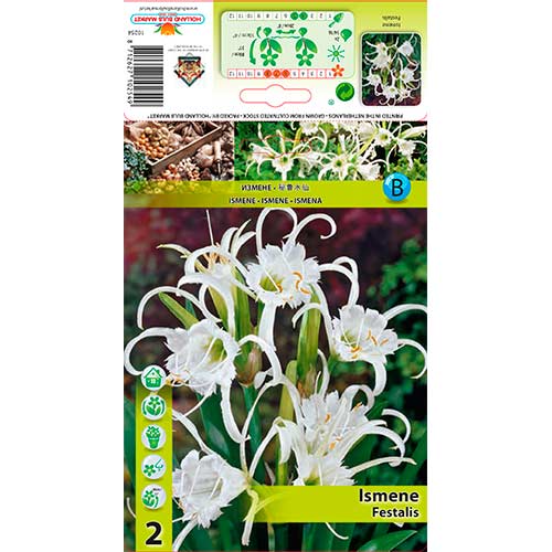 Pókliliom (Hymerocallis) Festalis kép 1 termék 76294