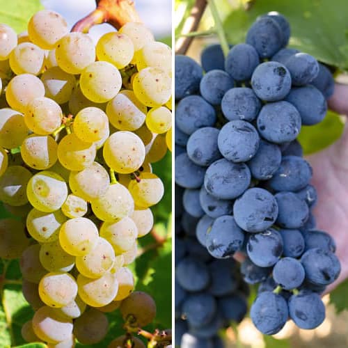 Promo Set! Maxi szőlő, 2 fajtából álló csemete készlet kép 1 termék 6165