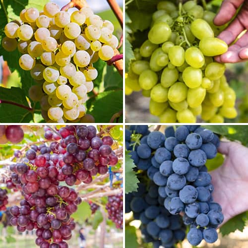 Promo Set! Sorbet szőlő, 4 fajtából álló csemete készlet kép 1 termék 6166