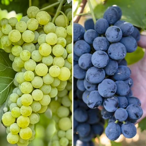 Promo Set! Szuper fagyálló szőlő , 2 fajtából álló csemete készlet kép 1 termék 6167