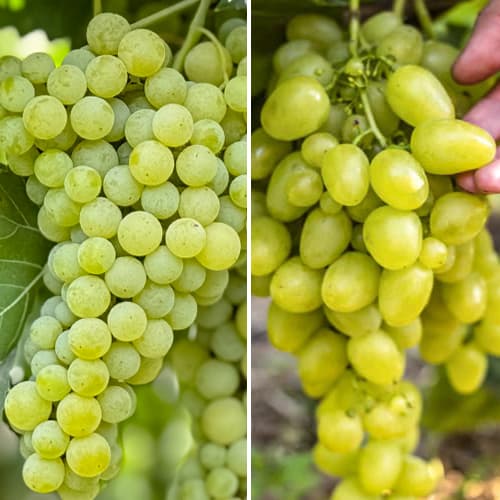 Promo Set! Szuper korai szőlő , 2 fajtából álló csemete készlet kép 1 termék 6168