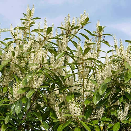 Prunus laurocerasus Rotundifolia, С2 kép 1 termék 7797