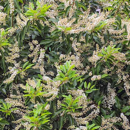 Prunus lusitanica Angustifolia, С2 termék fotó 1 Prunus lusitanica Angustifolia, С2 kép 1 termék 7798