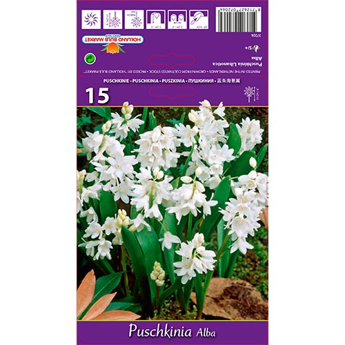 Puskin-virág Libanotica Alba kép 1 termék 67444