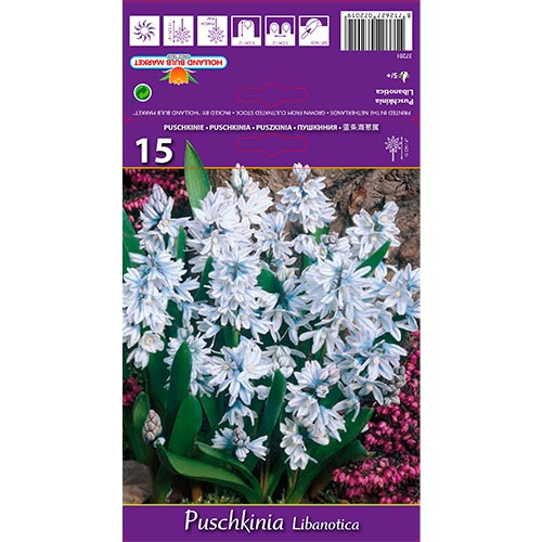 Puskin-virág Libanotica kép 1 termék 67677