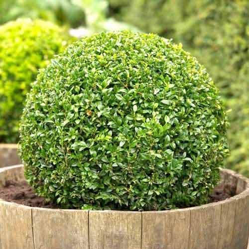 Puszpáng (Buxus), P9 termék fotó 1 Puszpáng (Buxus), P9 kép 1 termék 9093