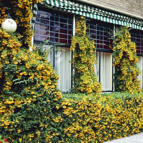 Pyracantha Golden Charmer, C3 kép 1 termék 7727