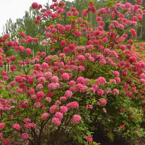 Rhododendron Homebush, С2 kép 1 termék 8263